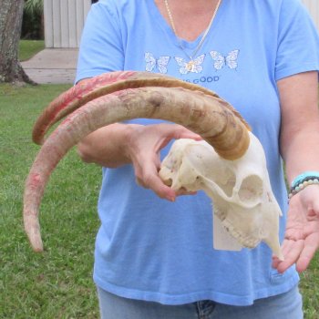African Goat Skull with 20-1/2 inch horns for $125