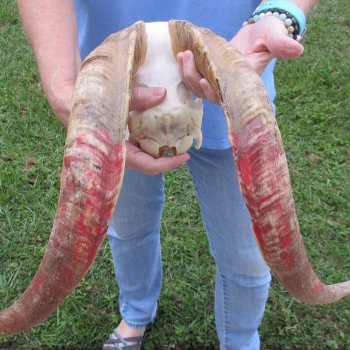 African Goat Skull with 20-1/2 inch horns for $125