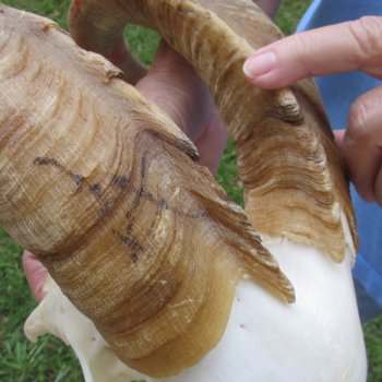 African Goat Skull with 20-1/2 inch horns for $125