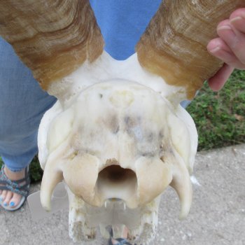 African Goat Skull with 20-1/2 inch horns for $125