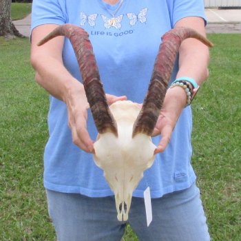 African Goat Skull with 16-3/4 inch horns for $125
