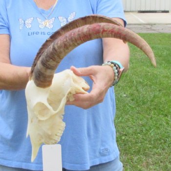 African Goat Skull with 16-3/4 inch horns for $125