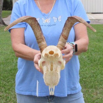 African Goat Skull with 16-3/4 inch horns for $125