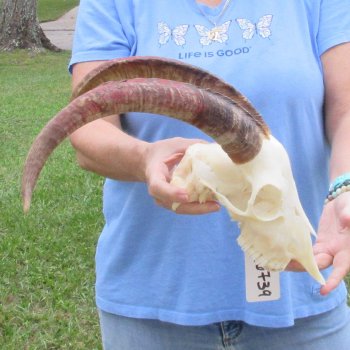 African Goat Skull with 16-3/4 inch horns for $125