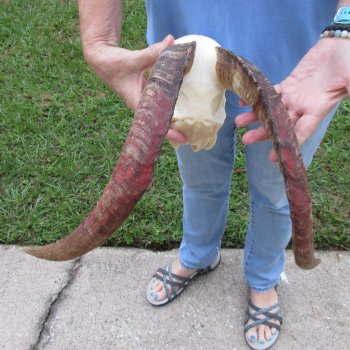 African Goat Skull with 16-3/4 inch horns for $125