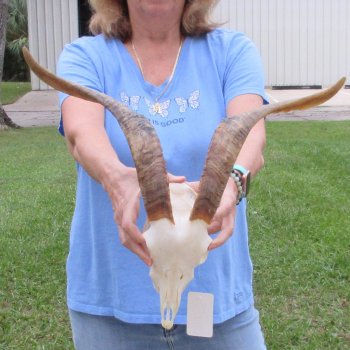 African Goat Skull with 18 inch horns for $125