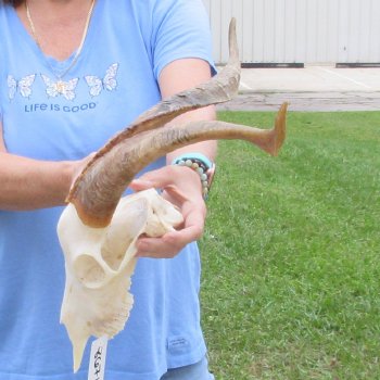 African Goat Skull with 18 inch horns for $125