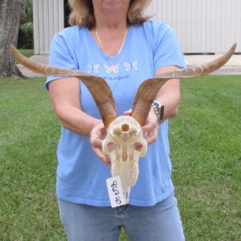 African Goat Skull with 18 inch horns for $125