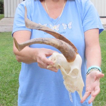 African Goat Skull with 18 inch horns for $125