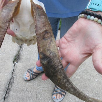 African Goat Skull with 18 inch horns for $125