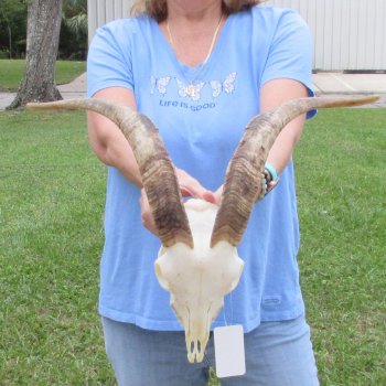 African Goat Skull with 17 inch horns for $125