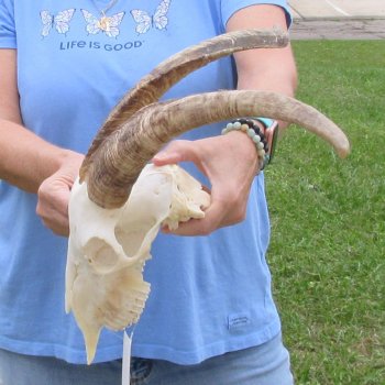 African Goat Skull with 17 inch horns for $125
