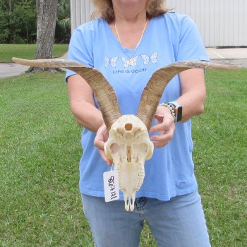 African Goat Skull with 17 inch horns for $125