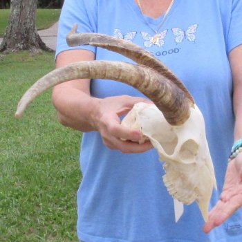 African Goat Skull with 17 inch horns for $125