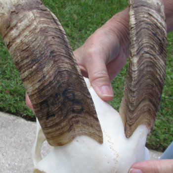 African Goat Skull with 17 inch horns for $125