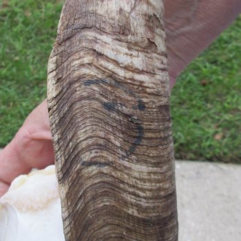 African Goat Skull with 17 inch horns for $125