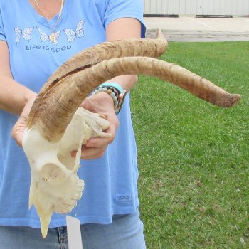 African Goat Skull with 19 inch horns for $125