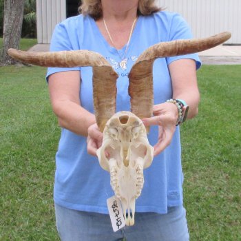 African Goat Skull with 19 inch horns for $125