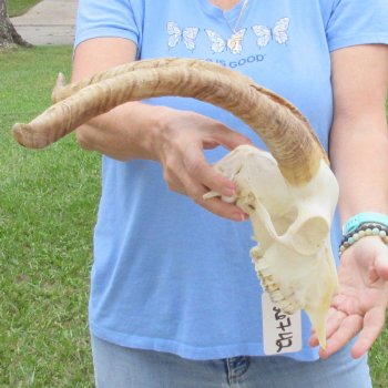 African Goat Skull with 19 inch horns for $125