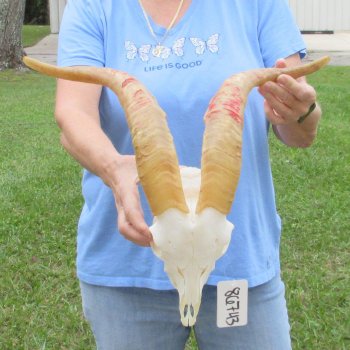 African Goat Skull with 17-1/2 inch horns for $125