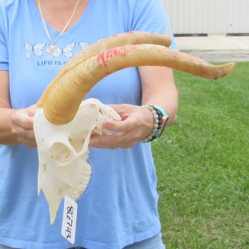 African Goat Skull with 17-1/2 inch horns for $125