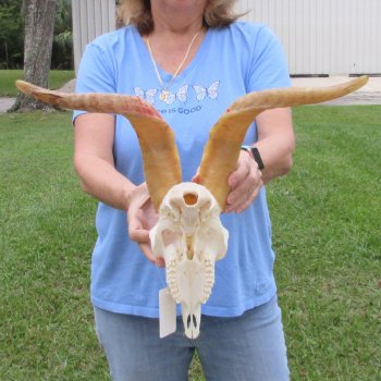 African Goat Skull with 17-1/2 inch horns for $125