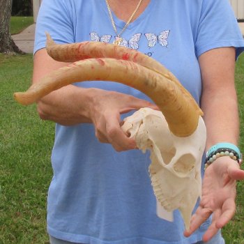 African Goat Skull with 17-1/2 inch horns for $125