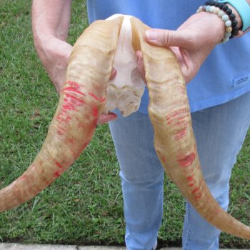 African Goat Skull with 17-1/2 inch horns for $125