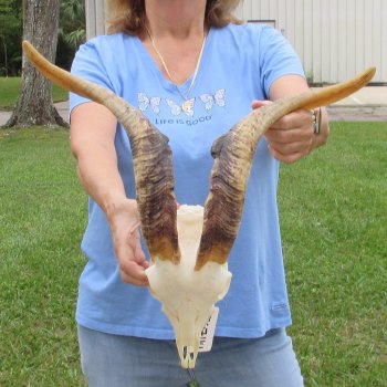 African Goat Skull with 19-3/4 inch horns for $125