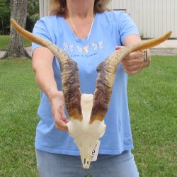 African Goat Skull ...