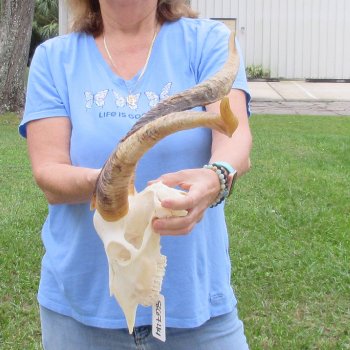 African Goat Skull with 19-3/4 inch horns for $125