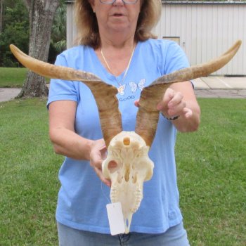 African Goat Skull with 19-3/4 inch horns for $125