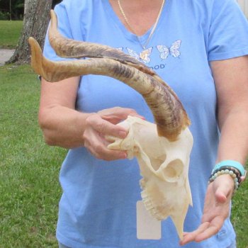 African Goat Skull with 19-3/4 inch horns for $125