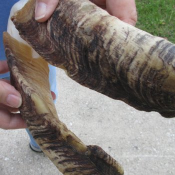 African Goat Skull with 19-3/4 inch horns for $125