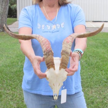 African Goat Skull with 19-1/2 inch horns for $125