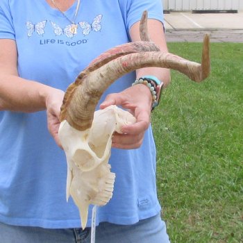 African Goat Skull with 19-1/2 inch horns for $125
