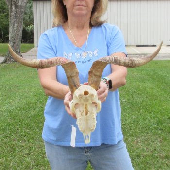 African Goat Skull with 19-1/2 inch horns for $125