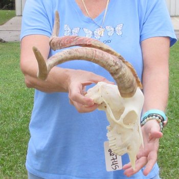 African Goat Skull with 19-1/2 inch horns for $125
