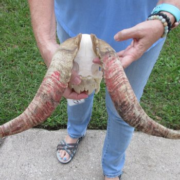 African Goat Skull with 19-1/2 inch horns for $125