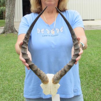 Buy this 20 inch impala skull plate and horns for $55 