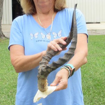 Buy this 20 inch impala skull plate and horns for $55 