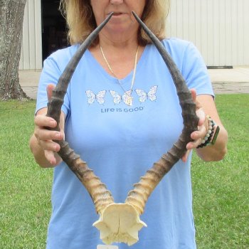 Buy this 20 inch impala skull plate and horns for $55 