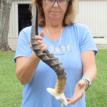 Buy this 20 inch impala skull plate and horns for $55 