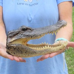 10 inch long Alligator Head for sale  - $24