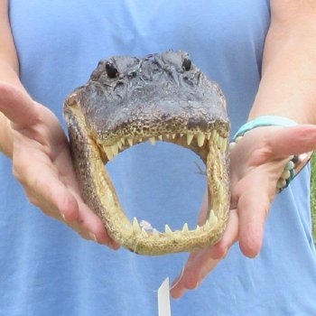 10 inch long Alligator Head for sale  - $24