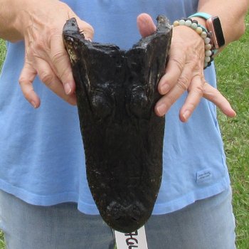 10 inch long Alligator Head for sale  - $24