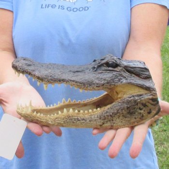 10 inch long Alligator Head for sale  - $24