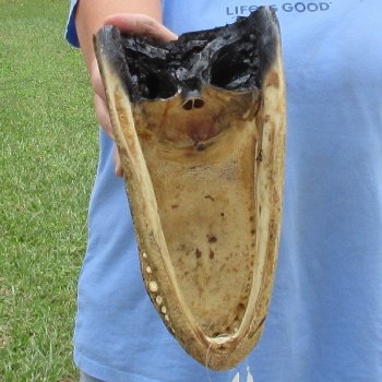 10 inch long Alligator Head for sale  - $24