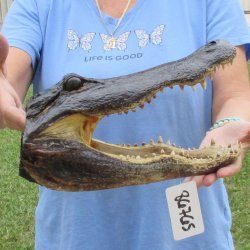 13 inch long Alligator Head for sale  - $40
