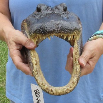 13 inch long Alligator Head for sale  - $40
